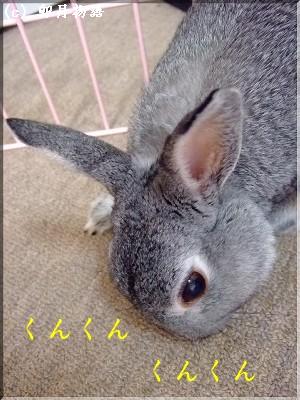 くんくん