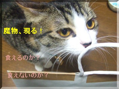 ¥Ï¥±¡¼¥ó
