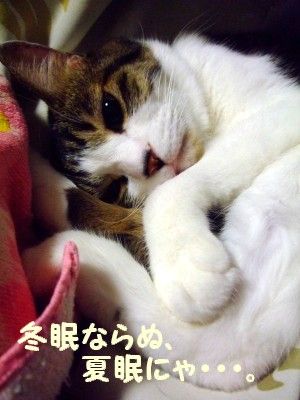 DSCF8509