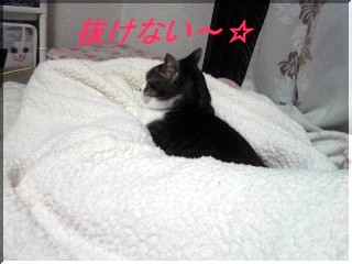 ¤¤¤ä¡¢È´¤±¤ë¤À¤í¡£