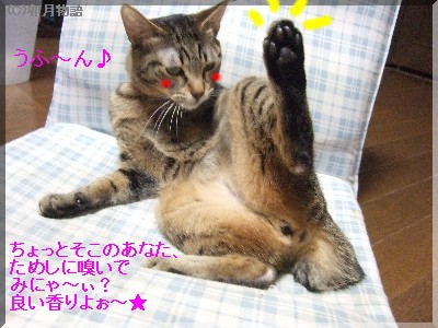 ¤Þ¤ó¤¶¤é¤Ç¤â¡¢¤Ë¤ã¤¤¡©¡©¡°¡°