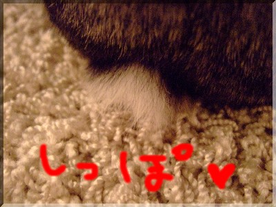 うさっぽ。