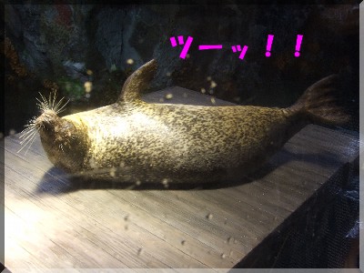 ¥Ä¡¼¥Ã¡ù