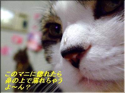¥¥é¡¼¥ó