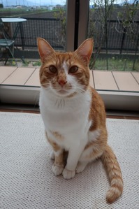 �ץ��ե�����