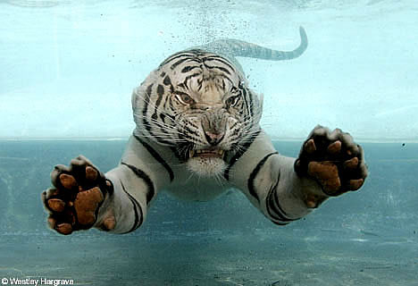 white-tiger-swimming