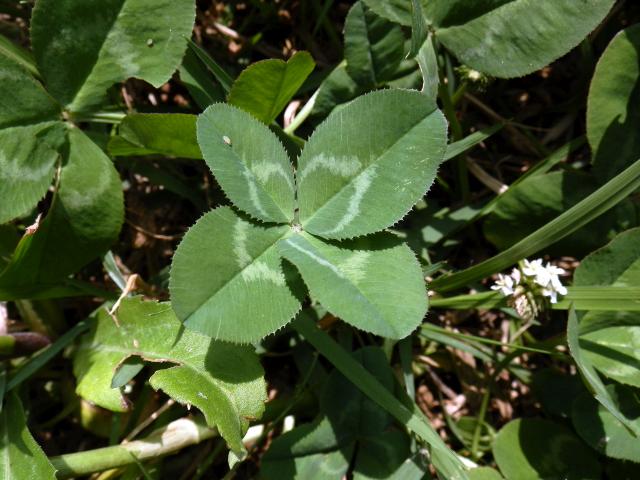 yotuba__clover