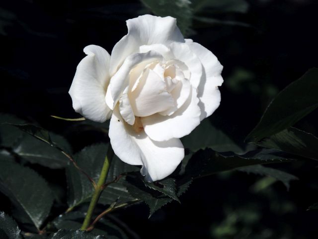 margaret merril