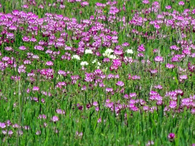 renge02