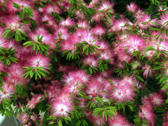 Calliandra selloi01