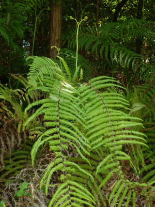 urajiro