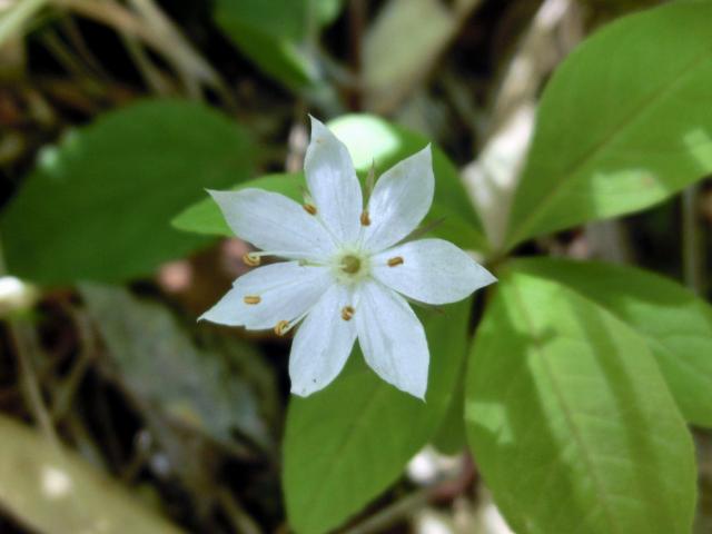 tumatorisou