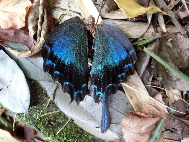 miyama_karasu01