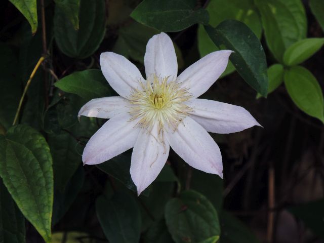 Clematis