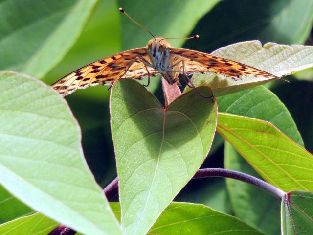 tumaguro