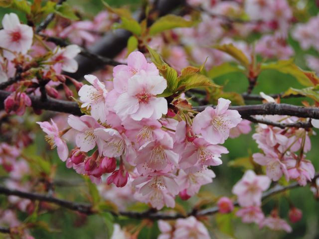 kawazu_zakura