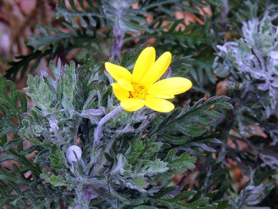Euryops