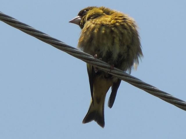 kawarahiwa
