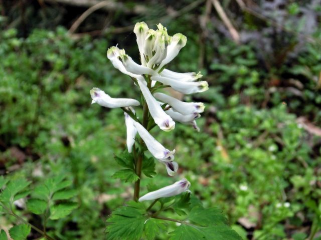 白花緑陰 白花（はくか）変種 の 花たち : 当尾（とうの）からの風の便り