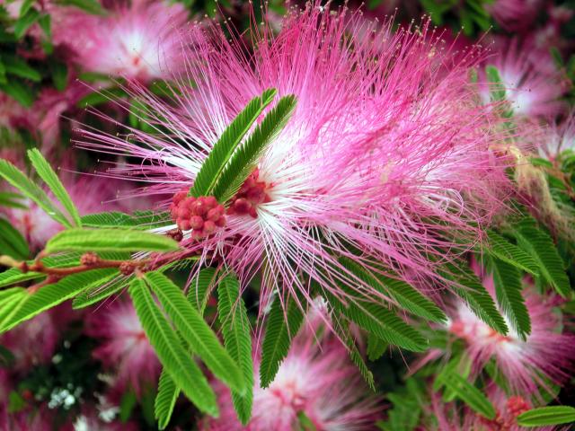 Calliandra selloi02