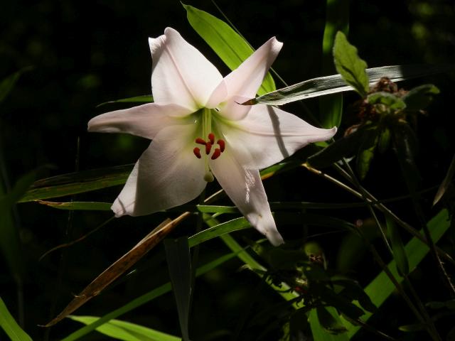 sasayuri1702