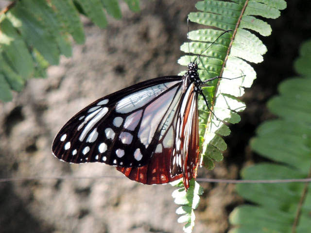 asagimadara01