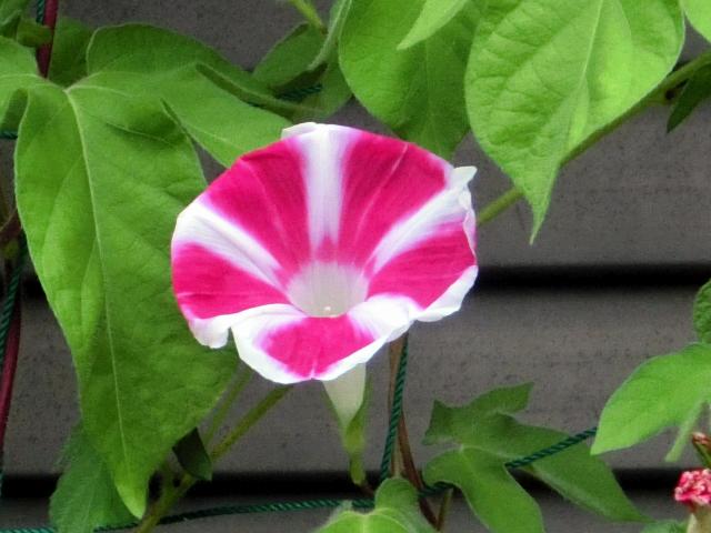 asagao