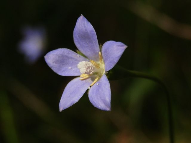hina_gikyou