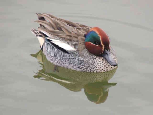 kogamo01