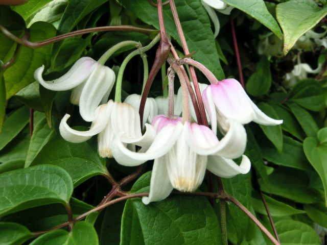 Clematis01