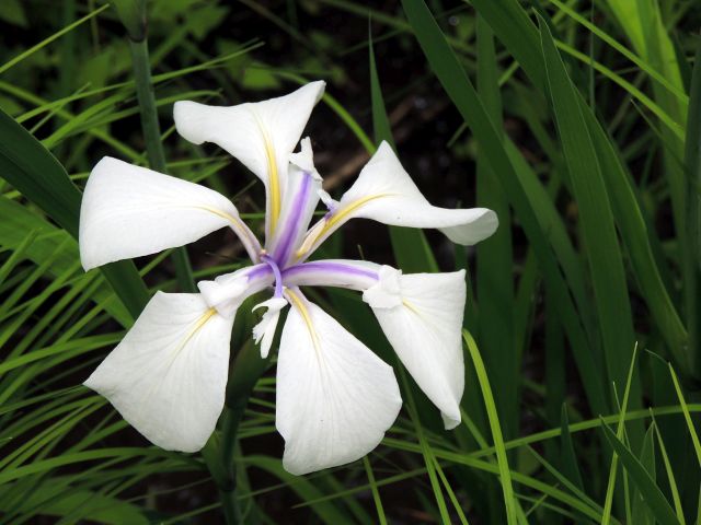 kakitubata03