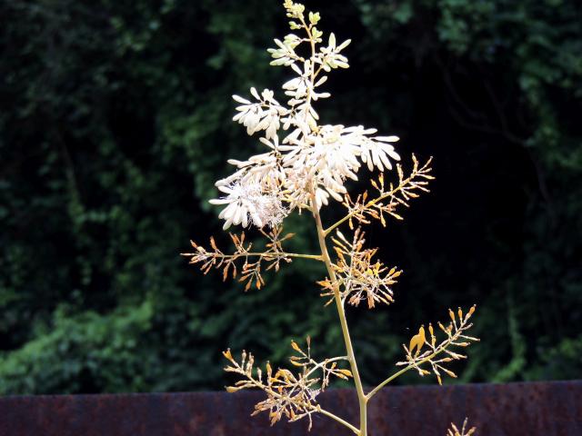 takenigusa01