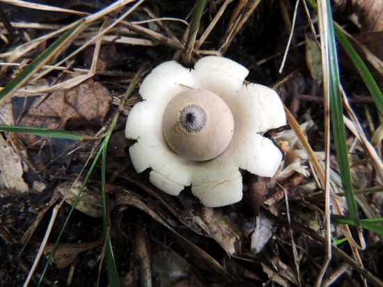 ツチガキ 他 キノコいろいろ スーパームーンの付録つき : 当尾
