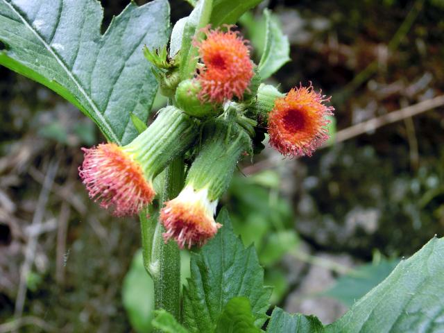 benibana_borogiku00