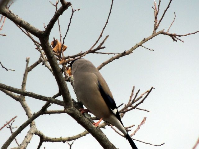 ikaru01