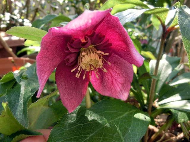 Helleborus01