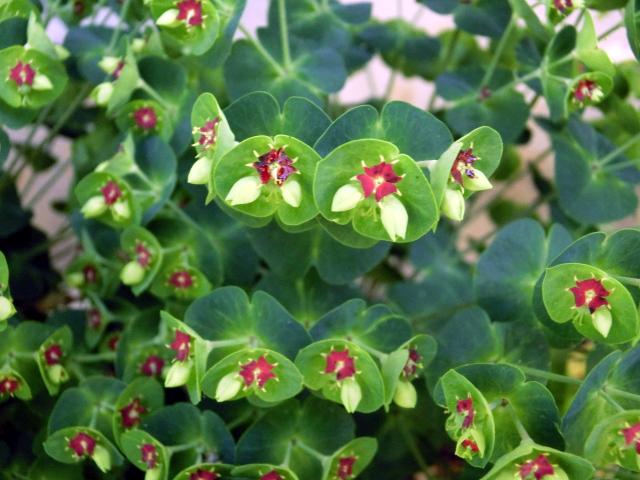 Euphorbia characias01