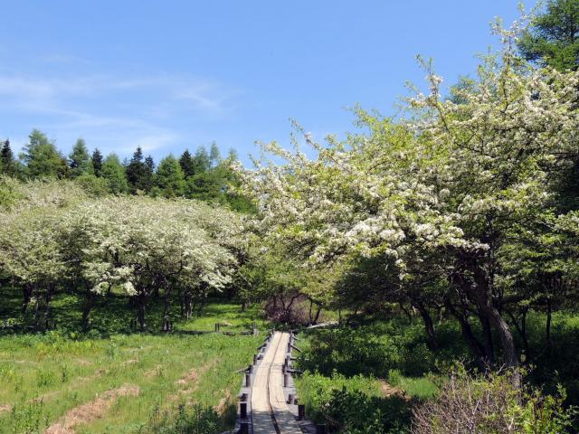 nyukasa07