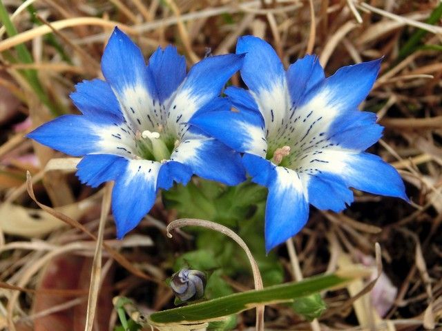 リンドウ ハル 福島県とその周辺の花めぐり－ハルリンドウ
