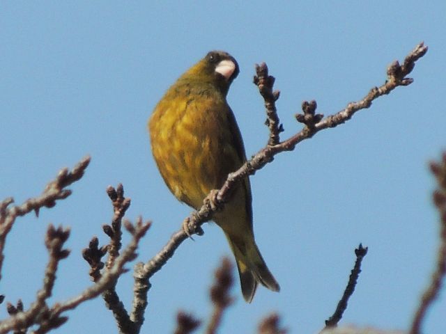 kawarahiwa03