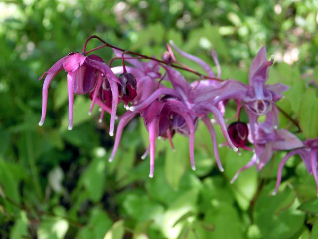 ikarisou