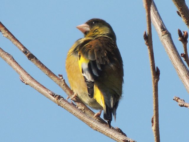 kawarahiwa02