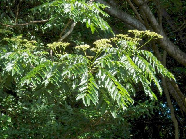 カラスザンショウ 枝付き葉っぱ1000枚 良品と訳あり半々ミックス 宅急便発送 カラスザンショウ 枝付き葉っぱ1000枚 良品と訳あり半々ミックス