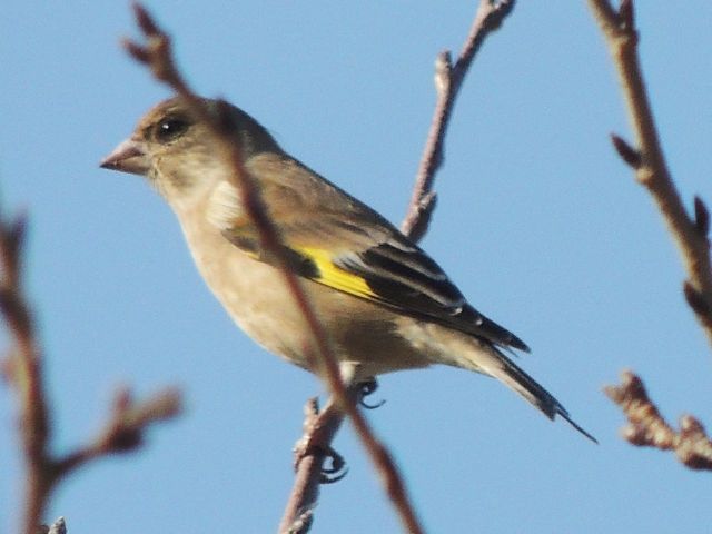 kawarahiwa01