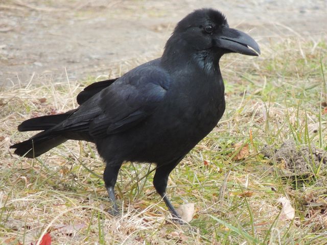 hasibuto