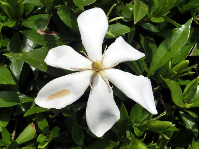 kutinasi