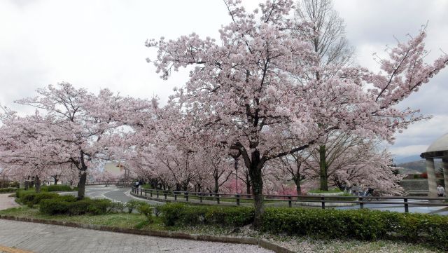 gose11葛城公園