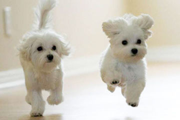 leaping-pups-photo-u2