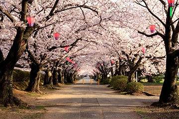 造幣局桜の通り抜け