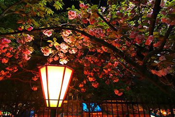 造幣局桜の通り抜け桜-(2)